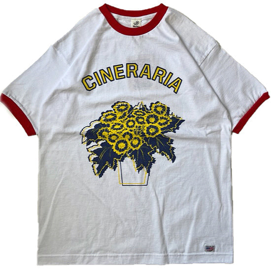 Potted Ringer - Cineraria/Yellow