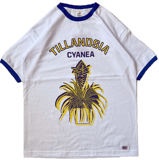 Potted Ringer - Tillandsia / YELLOW