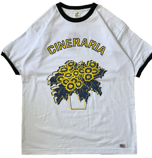 Potted Ringer - Cineraria/Yellow