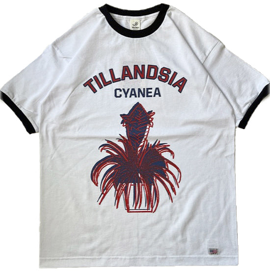 Potted Ringer - Tillandsia/Red