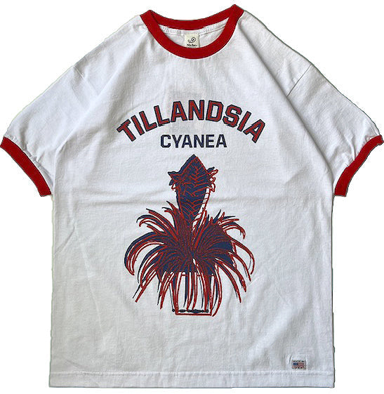 Potted Ringer - Tillandsia/Red