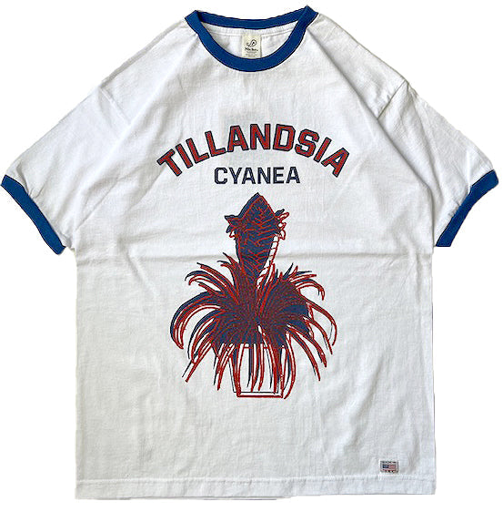 Potted Ringer - Tillandsia/Red