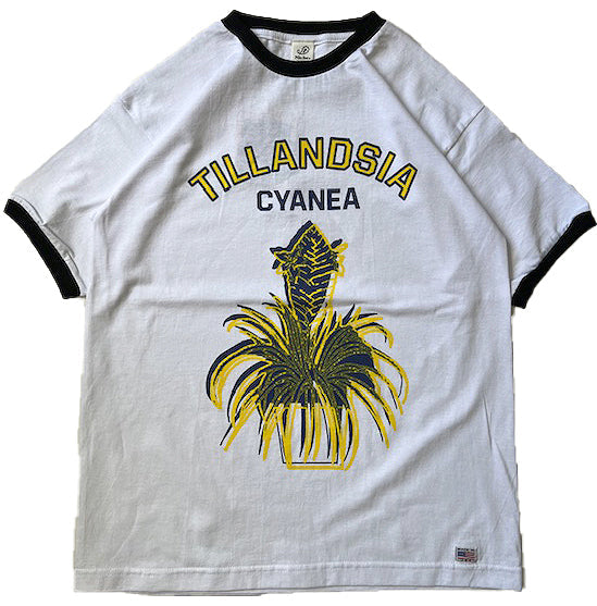 Potted Ringer - Tillandsia / YELLOW