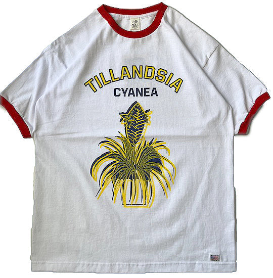 Potted Ringer - Tillandsia / YELLOW